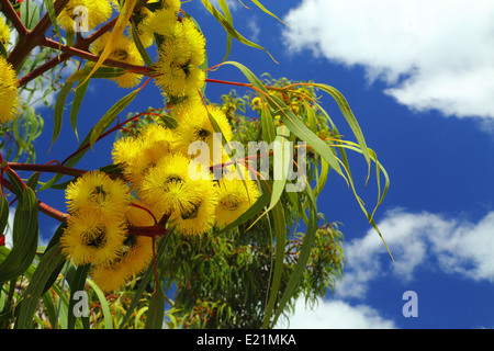 Illyarrie o rosso-capped gum visualizzazione di fiori gialli a Fremantle, Western Australia. Foto Stock