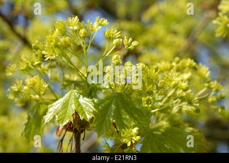 Norvegia acero - Acer platanoides Foto Stock