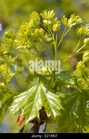 Norvegia acero - Acer platanoides Foto Stock