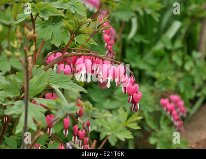 Lo spurgo di rosa fiori di cuori Foto Stock