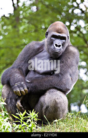 Close-up di un grande gorilla maschio Foto Stock