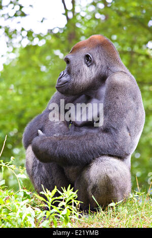 Close-up di un grande gorilla maschio Foto Stock