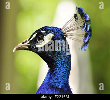 Ritratto di pavone Foto Stock