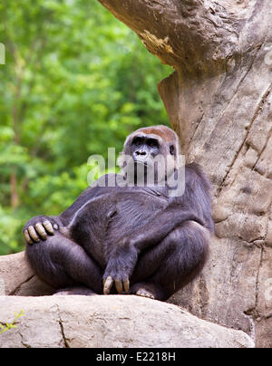 Grande gorilla maschio Foto Stock