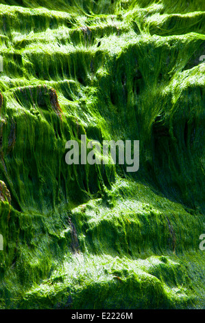 Alga verde sulle rocce Foto Stock