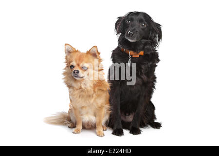 Chihuahua e un nero di razza cane Foto Stock