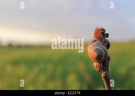 Le lumache per sfuggire alla pioggia Foto Stock