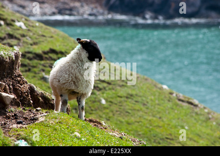Le pecore irlandesi agnelli sulla costa scogliere Malin Beg Foto Stock
