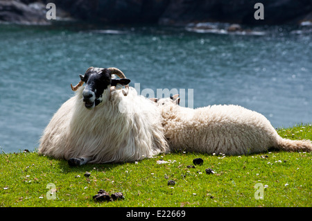 Irish pecore e agnelli sulla costa scogliere Malin Beg Foto Stock