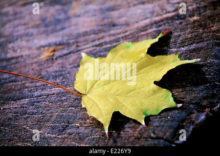 Giallo maple leaf giacente su un albero tagliato Foto Stock