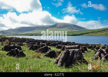 Tagliare la torba turf essiccamento in campo irlandese per il carburante Slieve League County Donegal Irlanda Foto Stock