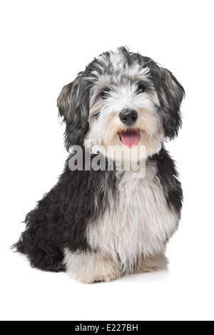 Bichon Havanese Foto Stock