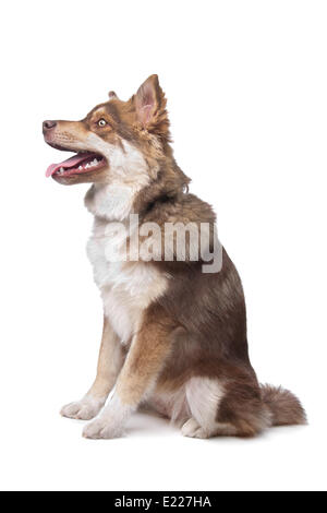 Lapphund finlandese Foto Stock