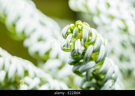 Il coreano pine (Pinus Koraiensis) Close Up Foto Stock