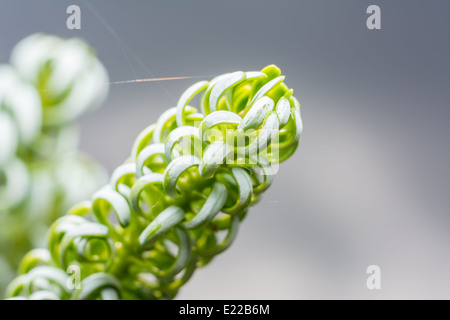 Il coreano pine (Pinus Koraiensis) Close Up Foto Stock