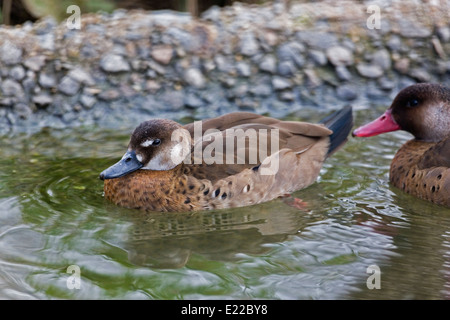 Brasiliano femmina Teal, Amazonetta brasiliensis Foto Stock