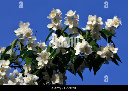 Fiori mock-arancione (Filadelfo) Chiudere in su contro il cielo blu Foto Stock