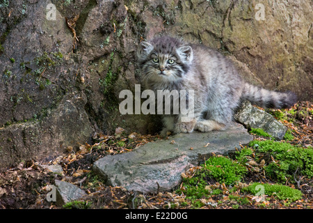 Gatto Pallas gattino Foto Stock