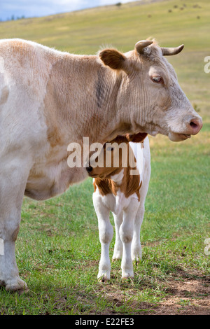 Vista di un vitello in prossimità della madre in un alpeggio Foto Stock
