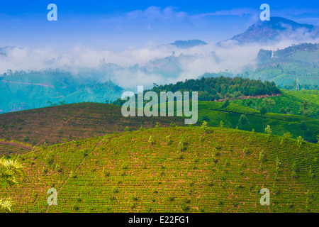 La piantagione di tè con giovani germogli di tè Foto Stock