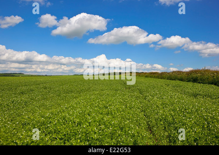 Linee di nuvole bianche in un Cielo di estate blu su un campo della fioritura piselli con siepi di biancospino sul Yorkshire wolds. Foto Stock