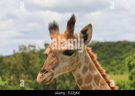 Giraffe vicino sul Mpongo Private Game Reserve, 25 km a nord-ovest di Londra Est, Sud Africa. Foto Stock