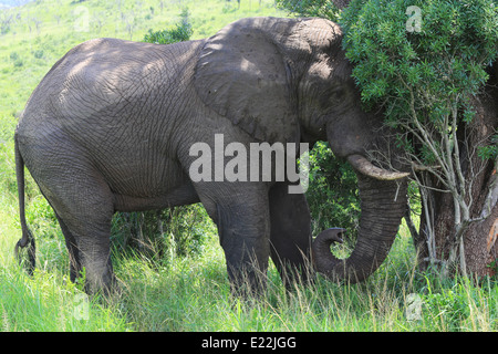 Un elefante appoggia contro un albero a tala Riserva Privata, 38 km a ovest di Durban, Sud Africa. Foto Stock