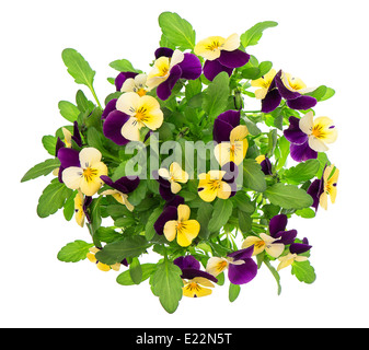 Pansy bouquet isolati su sfondo bianco. Il viola e il giallo dei fiori di primavera Foto Stock
