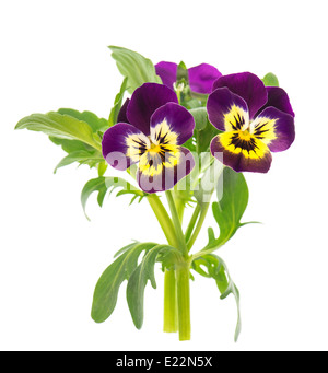 Primo piano di pansy isolati su sfondo bianco. Il viola e il giallo dei fiori di primavera Foto Stock