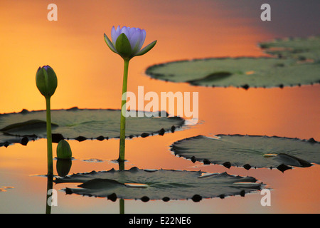 Immersa in un bagno di sera la luce arancione, una coppia di ninfee fiori riflettere sull'acqua tranquilla. Foto Stock