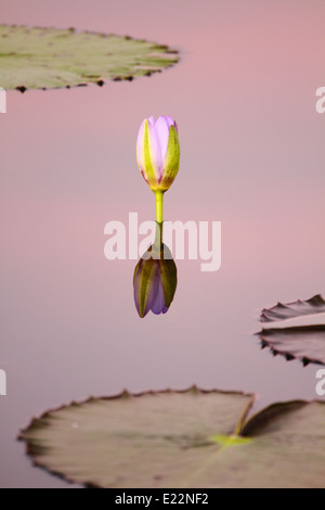 Immersi nella serata di morbida luce rosa, una solitaria acqua giglio fiore è presto per distendere. Foto Stock