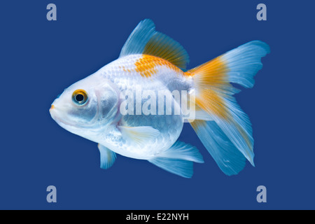 Fiocco Goldfish isolato su Blu di alta qualità Acquario Studio Shot Foto Stock