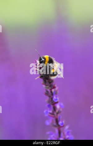 Bombus Lucorum. Bumble Bee su salvia nemorosa , caradonna fiori in un giardino inglese Foto Stock