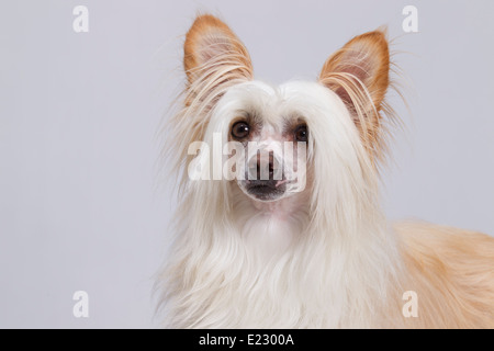 Konishiki Big Bopper un cinese Crested Puff in polvere. Foto Stock