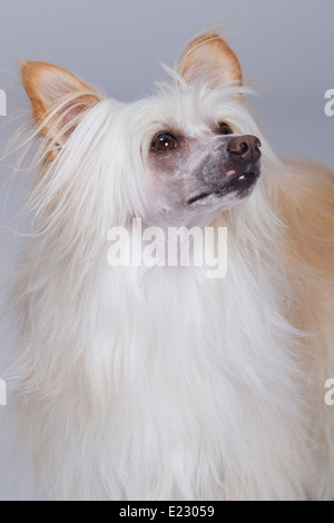 Konishiki Big Bopper un cinese Crested Puff in polvere. Foto Stock