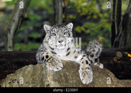 Irbis o snow leopard (Uncia uncia) chiudere fino a primavera habitat di montagna Foto Stock