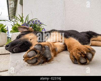 German shephard cucciolo allegramente a dormire fuori sulla veranda della casa Foto Stock