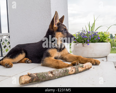 Pastore Tedesco cucciolo fuori di carica sulla veranda della casa Foto Stock