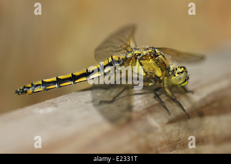 Nero-tailed Skimmer cancellatum Orthetrum teneral maschile/femminile Foto Stock