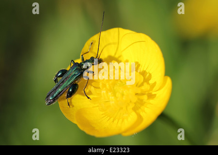Fiore Thick-Legged Beetle Oedemera nobilis maschio su prato ranuncolo Ranunculus acris Foto Stock