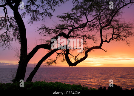 Struttura di ramificazione e al tramonto. Maui, Hawaii. Foto Stock