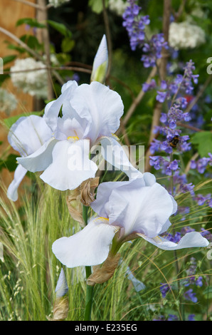 Iris "Città Bianca" in uno spazio che si estende al giardino RHS Chelsea Flower Show 2014 Foto Stock