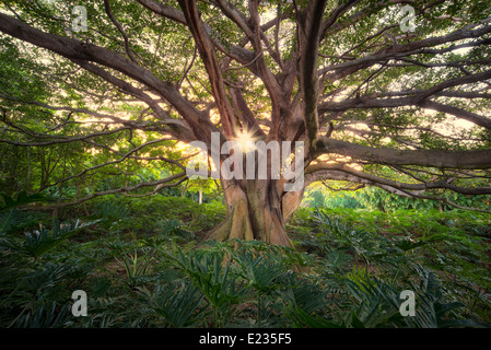 Twisted rami di alberi con burst di Sun Foto Stock