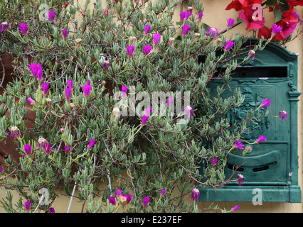 Bella vecchia casella postale oscurato da fiori Foto Stock