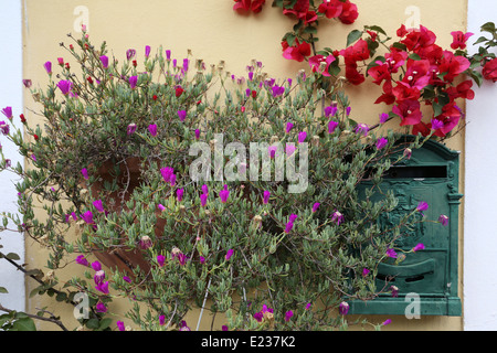 Bella vecchia casella postale oscurato da fiori Foto Stock