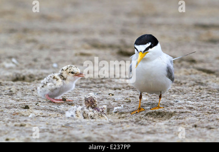 La terna minore (Sternula antillarum) vicino al nido, osservando un nuovo cazzo che cova Galveston, TX, USA. Foto Stock