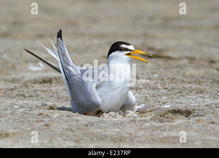 La terna minore (Sternula antillarum) al nido con pulcini, Galveston, TX, USA. Foto Stock