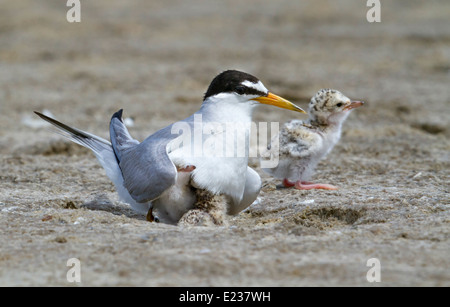 La terna minore (Sternula antillarum) al nido con pulcini, Galveston, TX, USA. Foto Stock