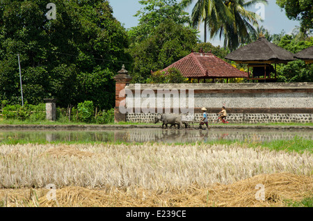 Indonesia, Isola di Lombok. Tipico riso indonesiano paddy. Uomo al lavoro campo nel modo tradizionale con i buoi. Foto Stock