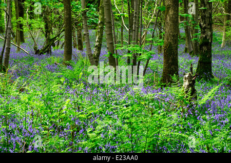 Bluebells ( Endimione non scriptus ) in fiore in legno Eggerslack, Nr Grange-Over-Sands, Cumbria, England, Regno Unito Foto Stock